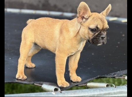 1  francuski buldog  m0625.jpg